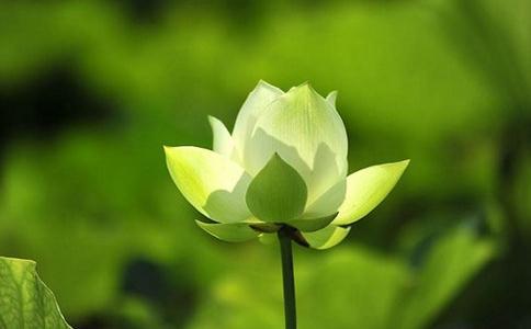 专心致志，摄耳谛听