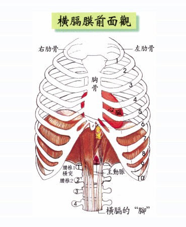 拜佛与医学 第二十四讲