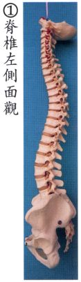 拜佛与医学 第七讲