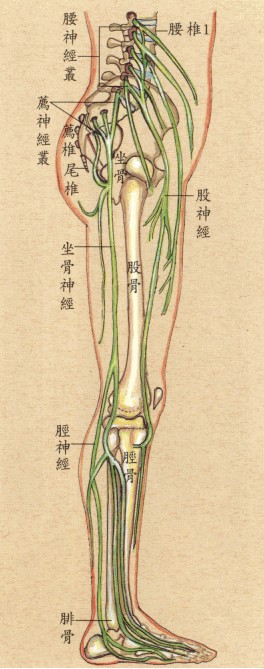 拜佛与医学 第七讲