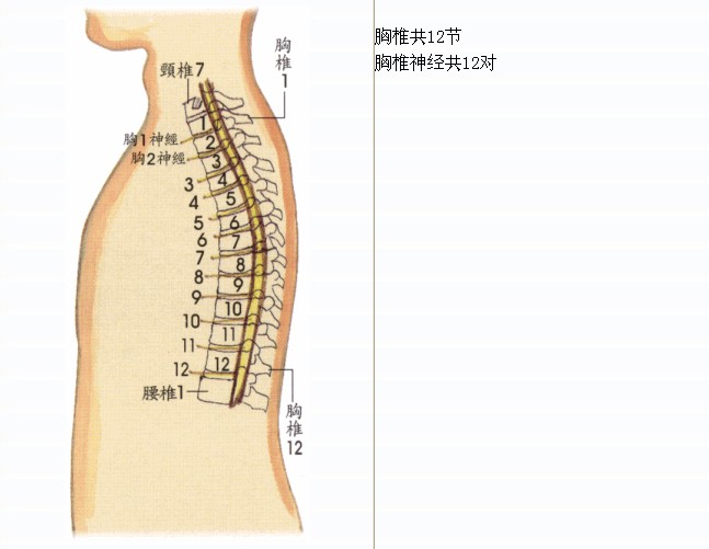 拜佛与医学 第七讲