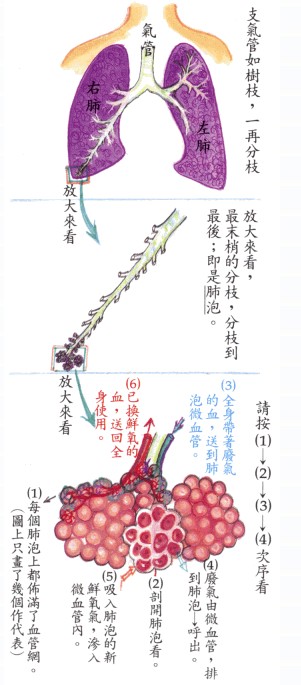 拜佛与医学 第二十四讲