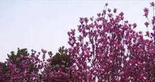 信愿真诚 蒙佛接迎 (刘宋 昙远