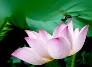 鉴真大师在日本：生命中最后的十年