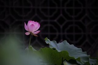 自我净化心灵——证严法师