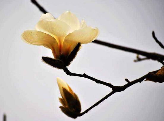 寂静法师：世界上最后一个问题