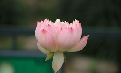 特别揭秘：18年前歌坛一姐李娜出家真相