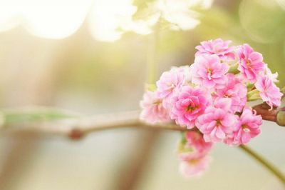 印光法师：色欲一事，乃举世人之通病，淫心不除，尘不可出