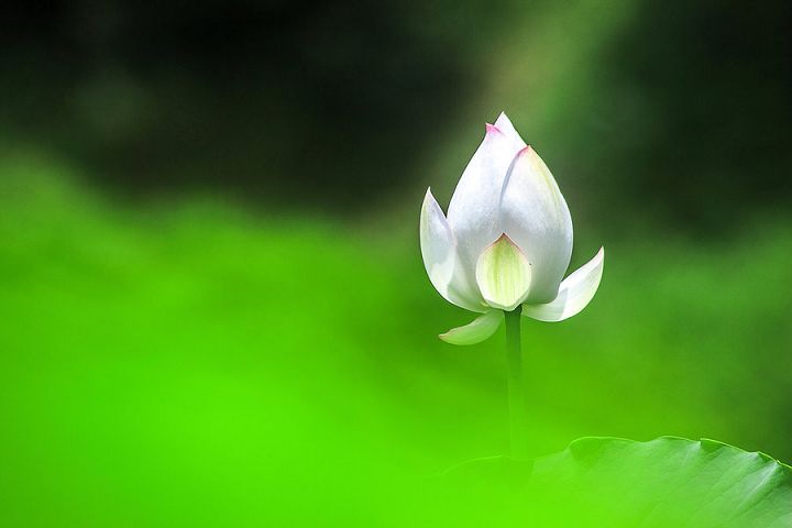 济群法师：素食的真正目的与十大利益