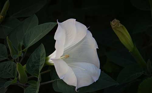 南怀瑾老师讲药师经