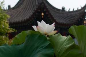 https://m.dadou.net/yguo/jxyg/215058.html