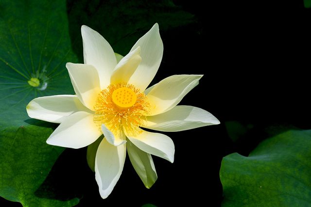 道证法师：你愿意枉死娑婆，还是往生极乐？