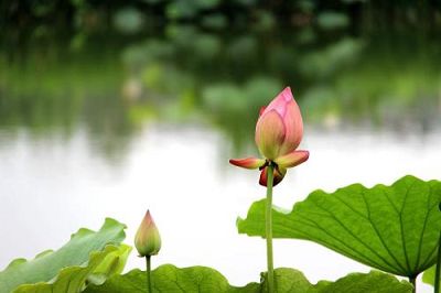 益西彭措堪布：祈祷如果满足四点，千处祈求千处应