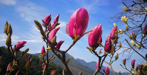 澄净法师：《大乘离文字普光明藏经》殊胜功德