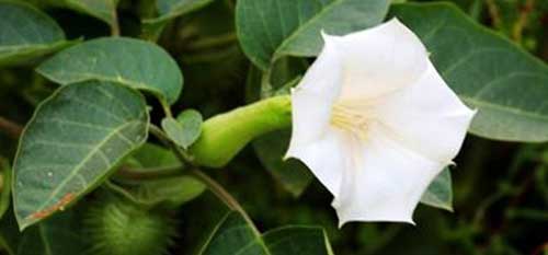 法会预告—莲花生佛学会将举办藏传佛教大法会