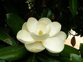 祖师语录：蕅益大师说念佛有真实信心才能往生极乐