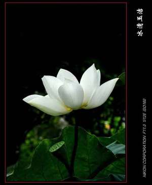 玄奘法师生命最后的日子是这样度过的