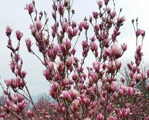 圣严法师讲大悲咒功德