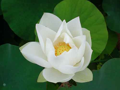 圣严法师讲心经文字