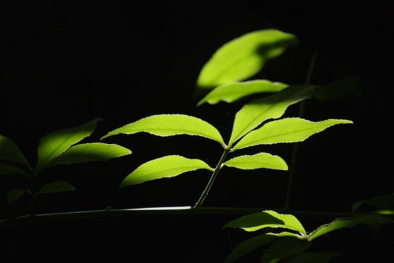 蕅益大师开示念佛法门