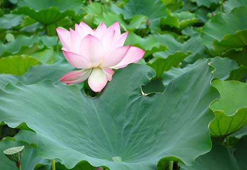 南怀瑾老师讲药师经
