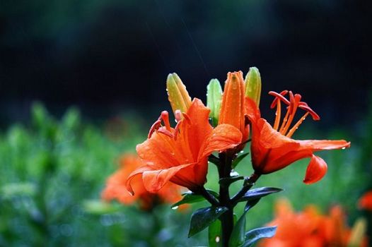 证严法师《八大人觉经》