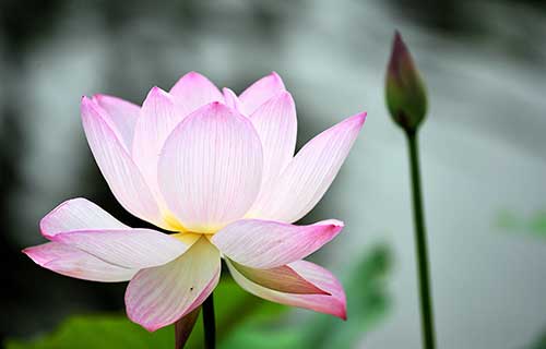 放生功德殊胜(传喜法师)