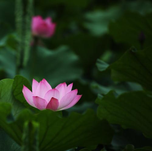 百岁老人叶曼：我已吃素90年